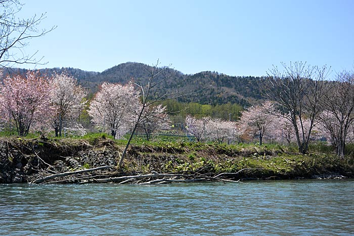 空知川の川下り