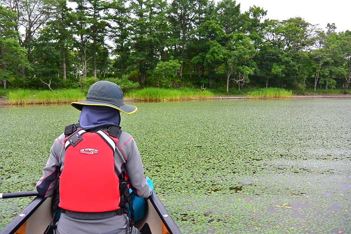 釧路川湿原部の川下り　塘路湖