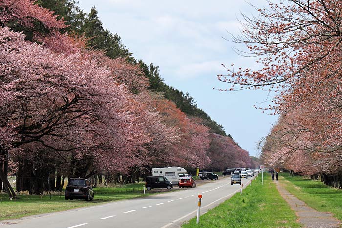 二十間道路の桜並木