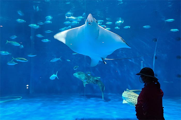 いおワールドかごしま水族館