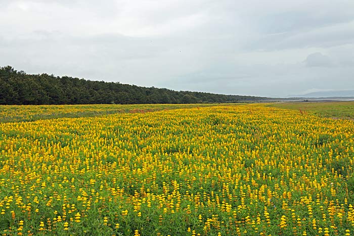 柏原海岸ルーピン畑