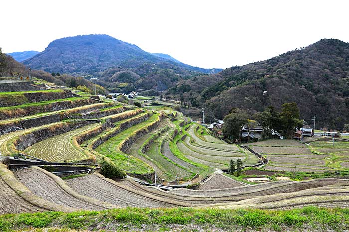 中山千枚田