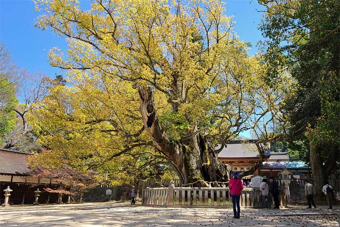 大山祇神社