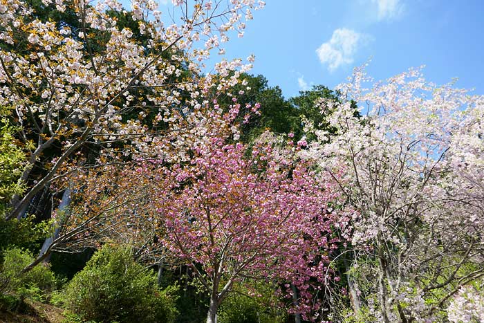 石山寺