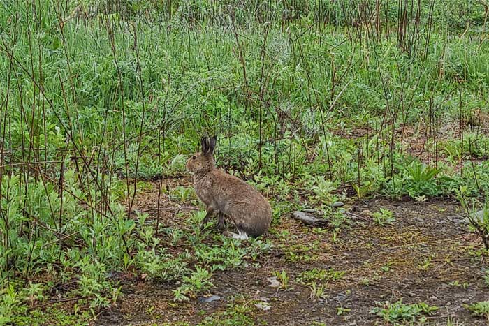 エゾユキウサギ