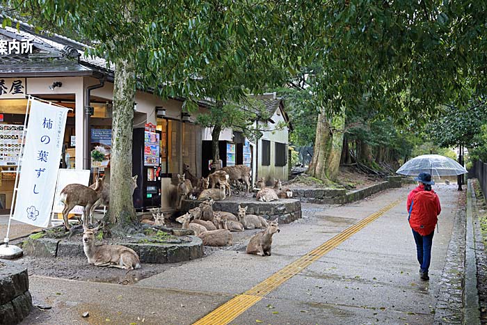 奈良公園の鹿