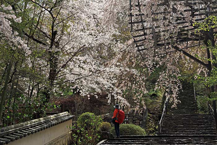 長谷寺