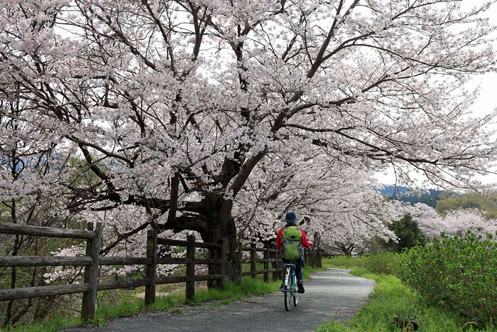 飛鳥川桜並木