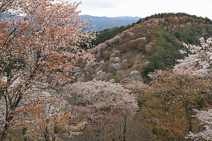 吉野山