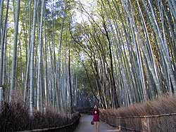 竹林の道