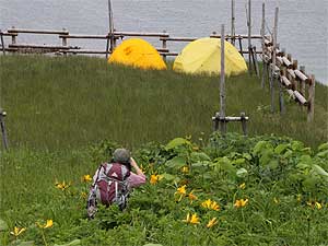 焼尻島白浜野営場