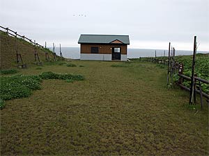 焼尻島白浜野営場