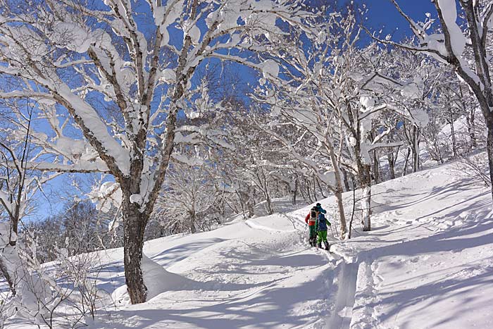 札幌たけのこ山