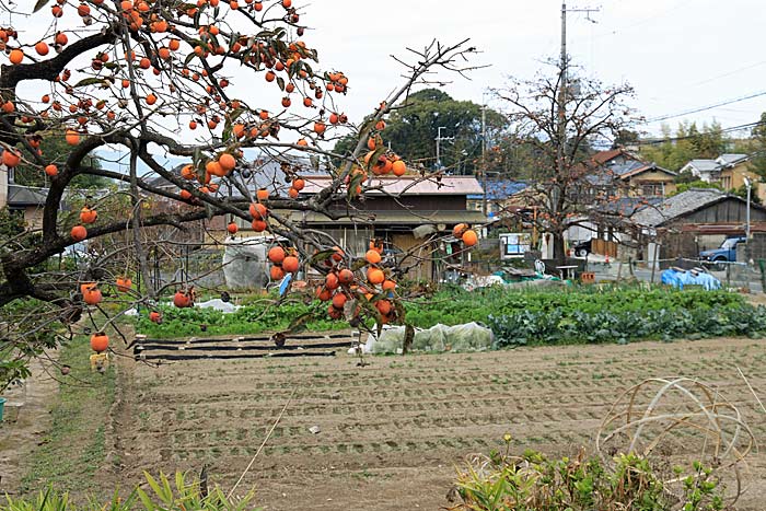 京都一周トレイルの風景