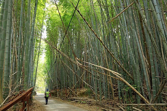 竹林