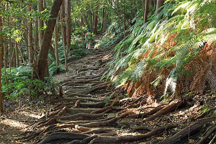 木の根道