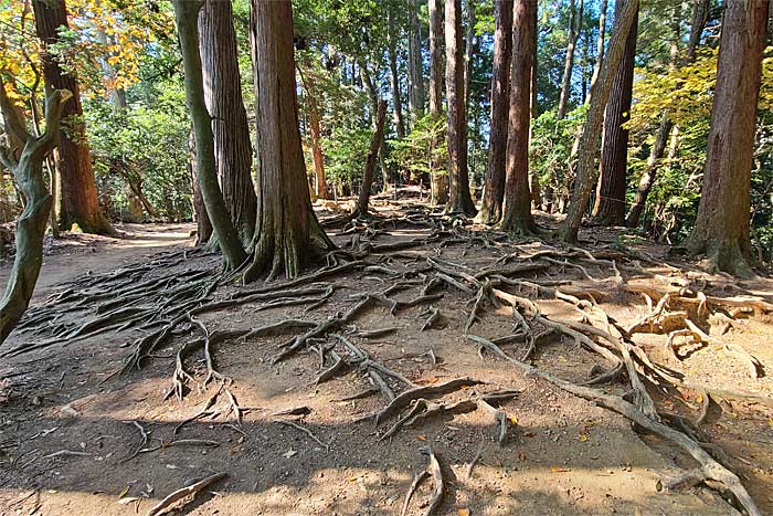 鞍馬寺木の根道