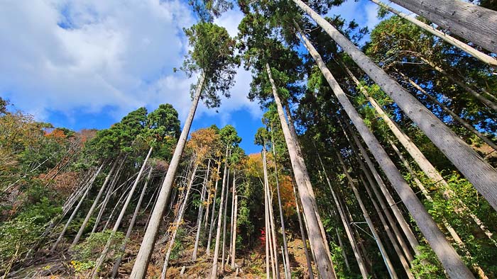 愛宕山登山