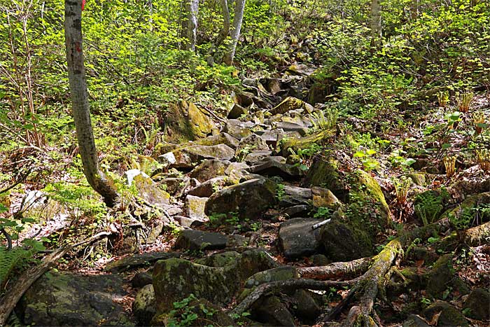 手稲山平和の滝コース